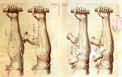 William Harvey (1578-1657) descubrió la circulación mayor de la sangre